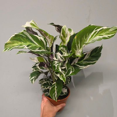 Calathea White Fusion