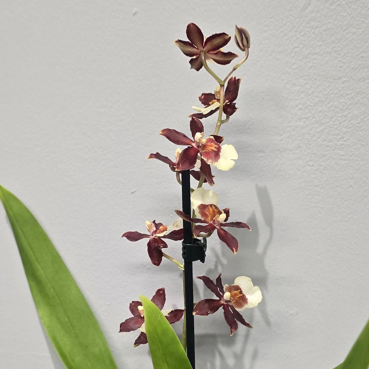 Scented Cambria Orchids