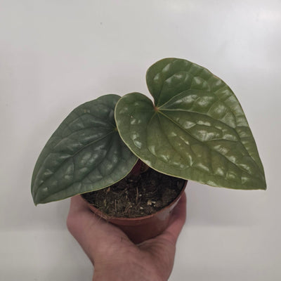 Anthurium Luxurians X Radicans