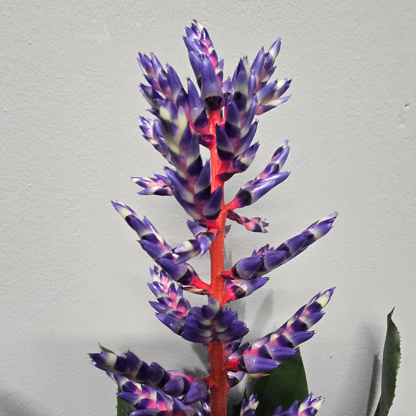 Aechmea Blue Rain