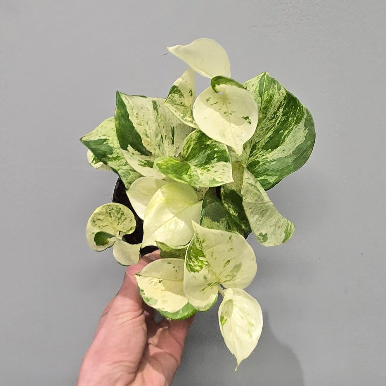 Epipremnum Happy Leaf