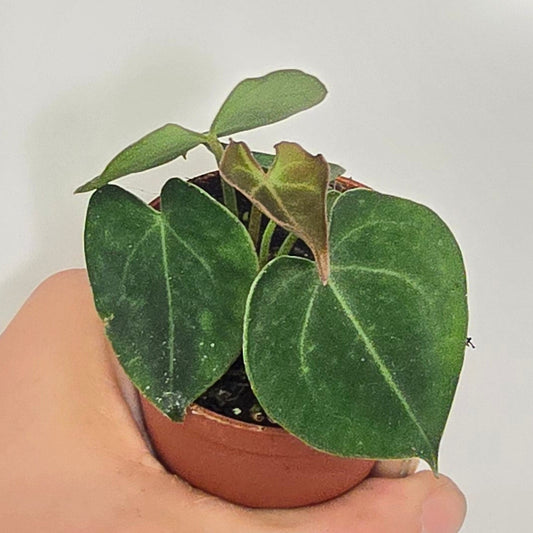Mini - Anthurium Forgetii