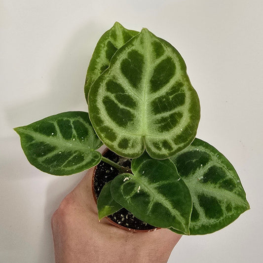 Mini Anthurium Silver Blush