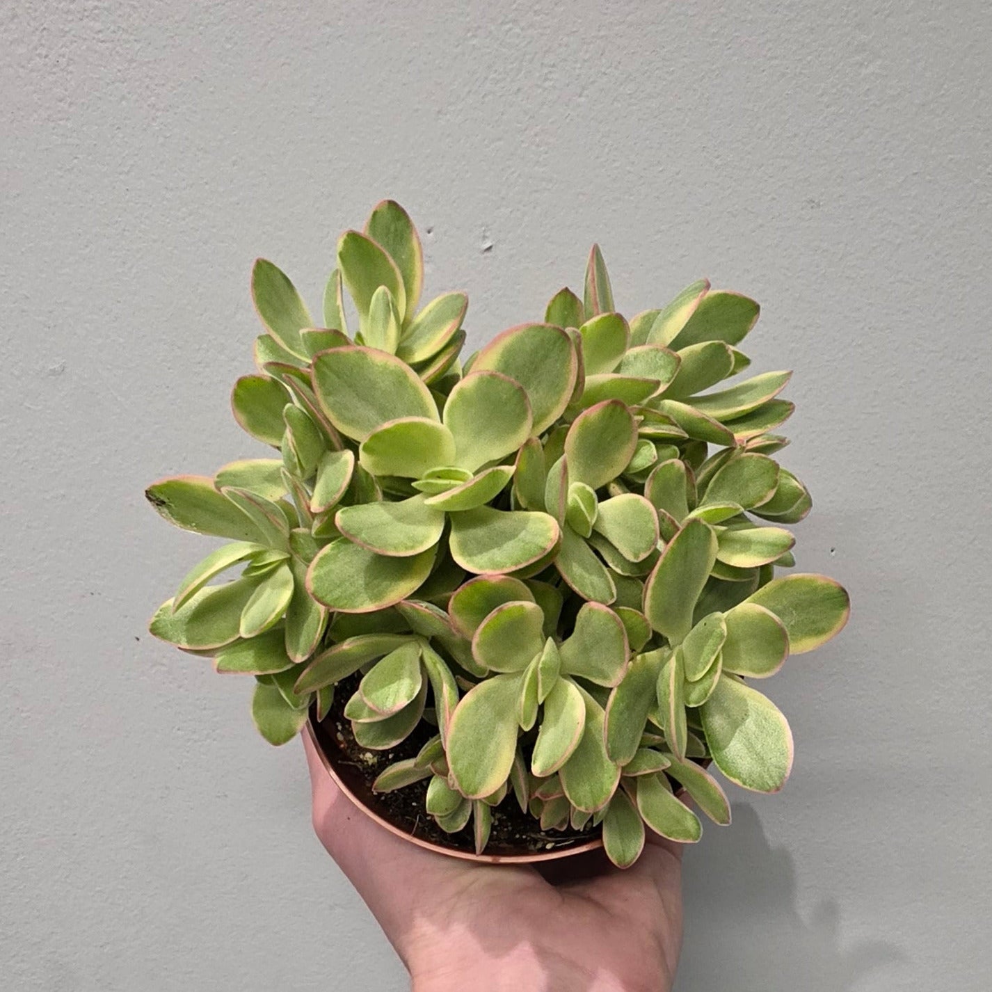 Crassula Obliqua