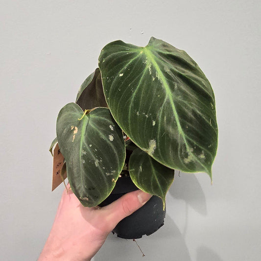 Philodendron Choco Red