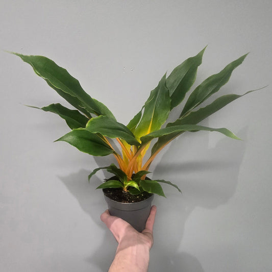 Chlorophytum Orchidastrum 'Fire Flash'
