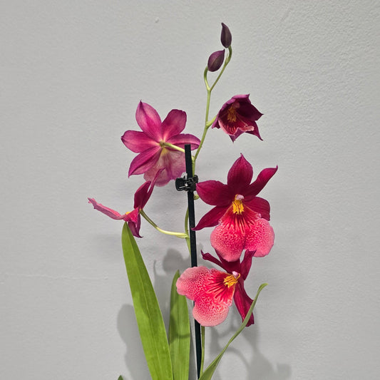 Scented Cambria Orchids