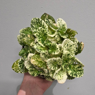 Saintpaulia Marble - African Violet