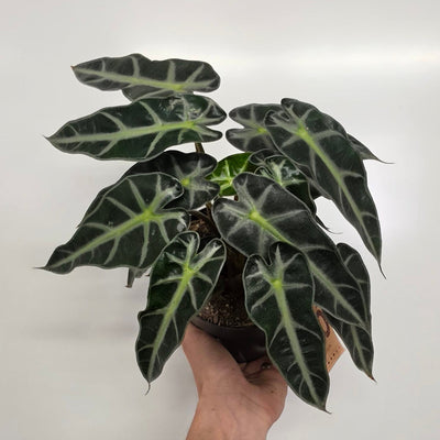 Alocasia 'Bambino Arrow'