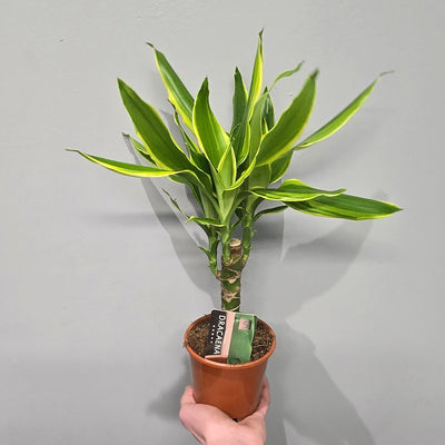 dracaena golden coast care Dracaena Golden Coast