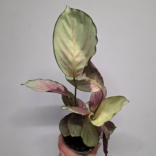 Calathea Silver Plate