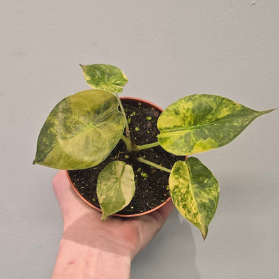 Alocasia Wentii Aurea