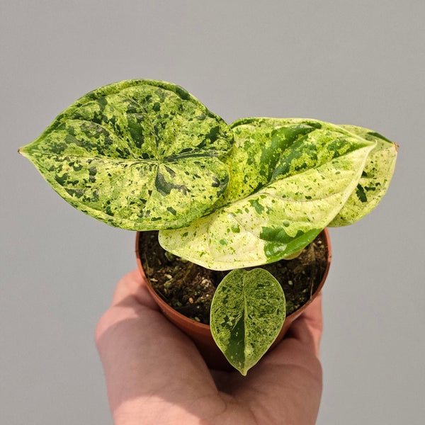 Alocasia Dragon Scale Mint