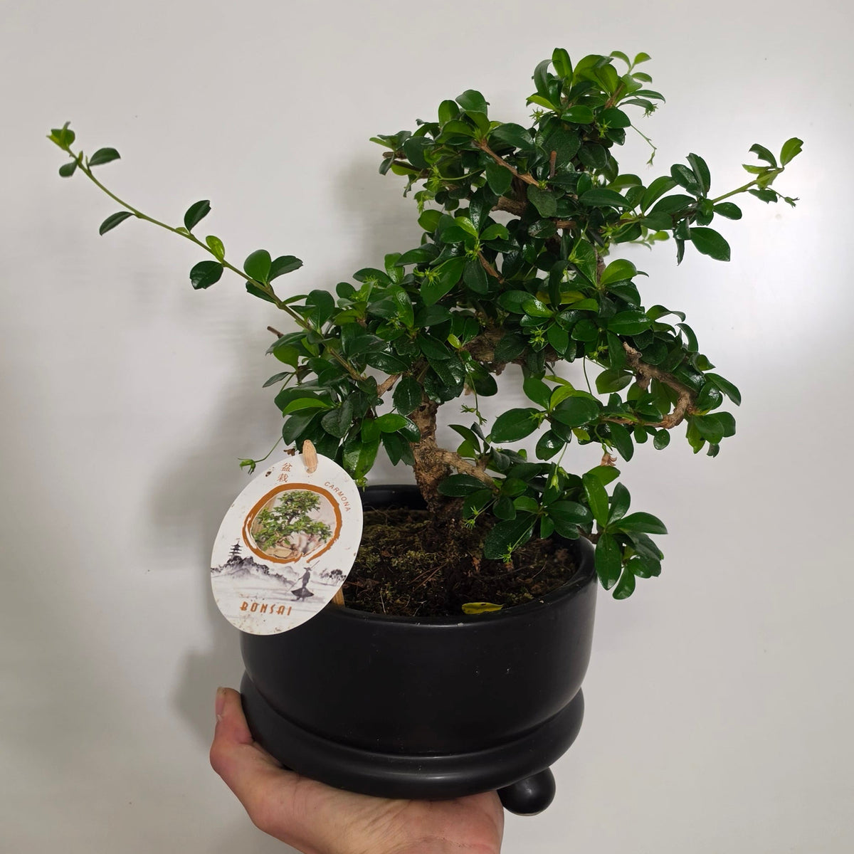 XL Mixed Bonsai – Ceramic Pots