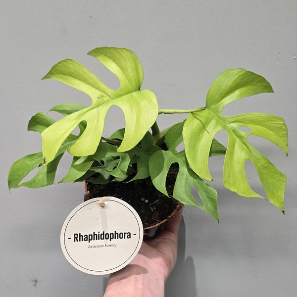 Rhaphidophora Tetrasperma Goldrush - Grade B