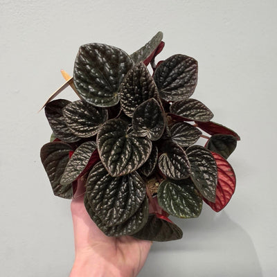 Peperomia Chocolate