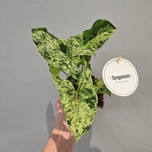 Syngonium Mottled