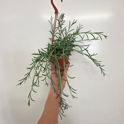 Hanging - Senecio Fish Hooks