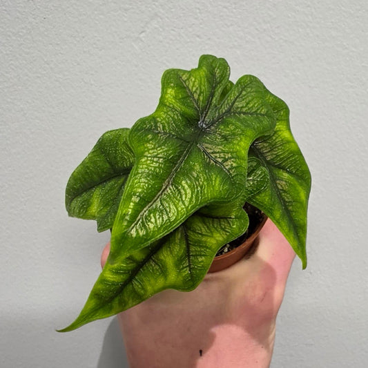 Mini Alocasia Jacklyn