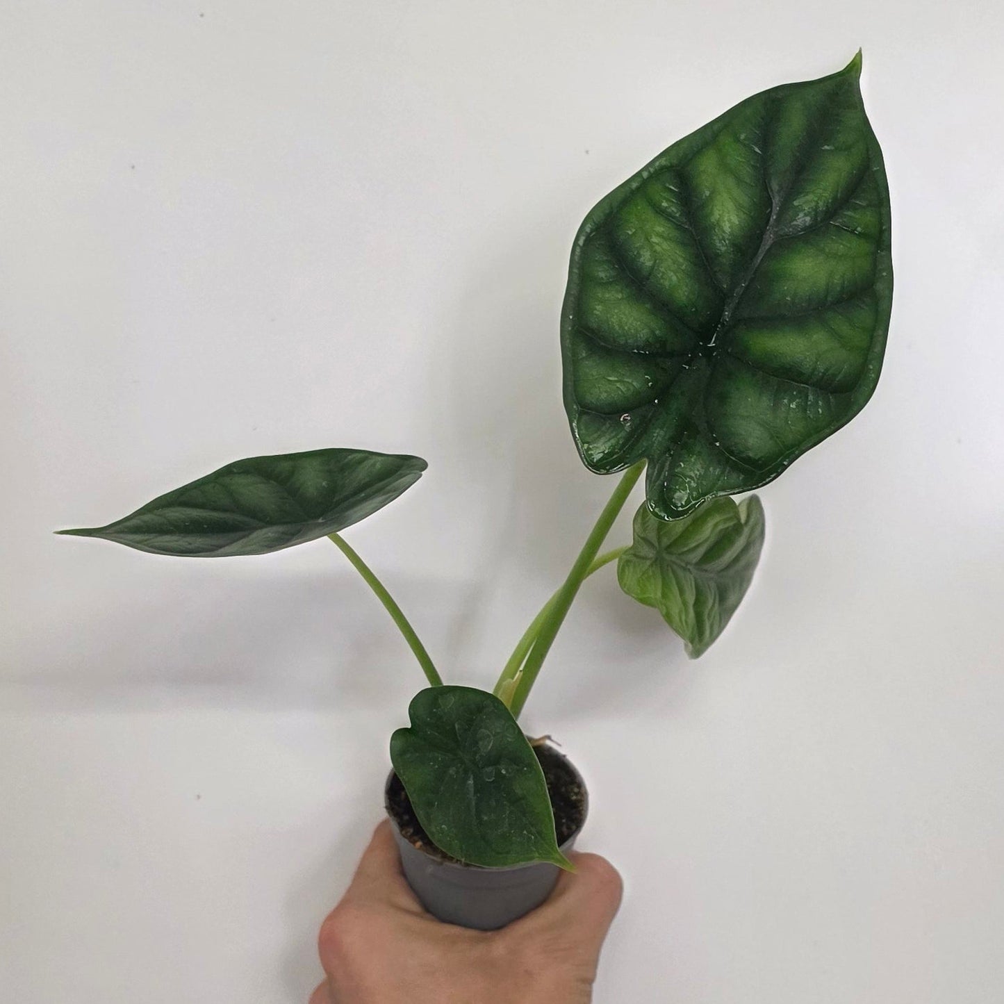Mini Alocasia Dragon Scale
