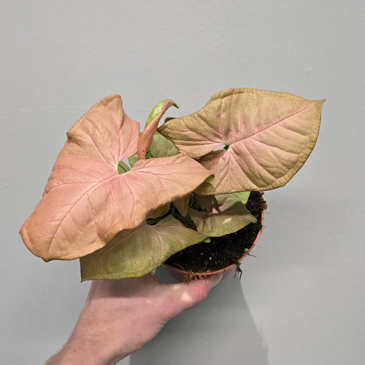 Syngonium Pink Neon