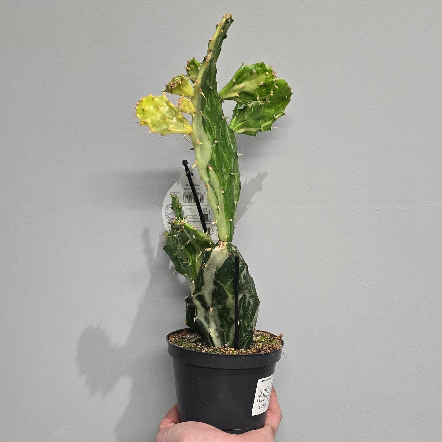 Opuntia Jamaica Ghost Cactus