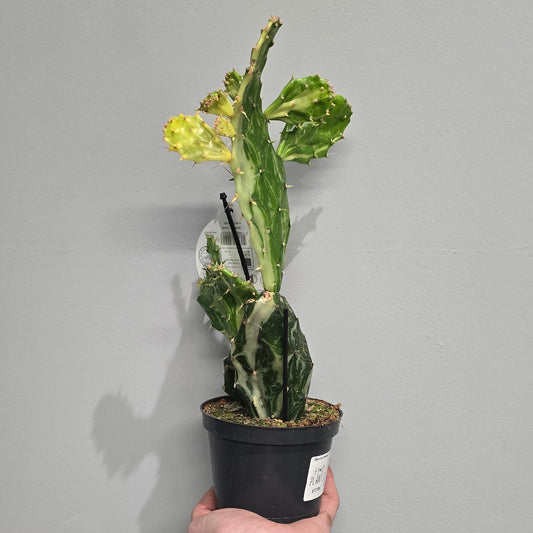 Opuntia Jamaica Ghost Cactus