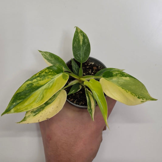 Mini Philodendron Florida Beauty