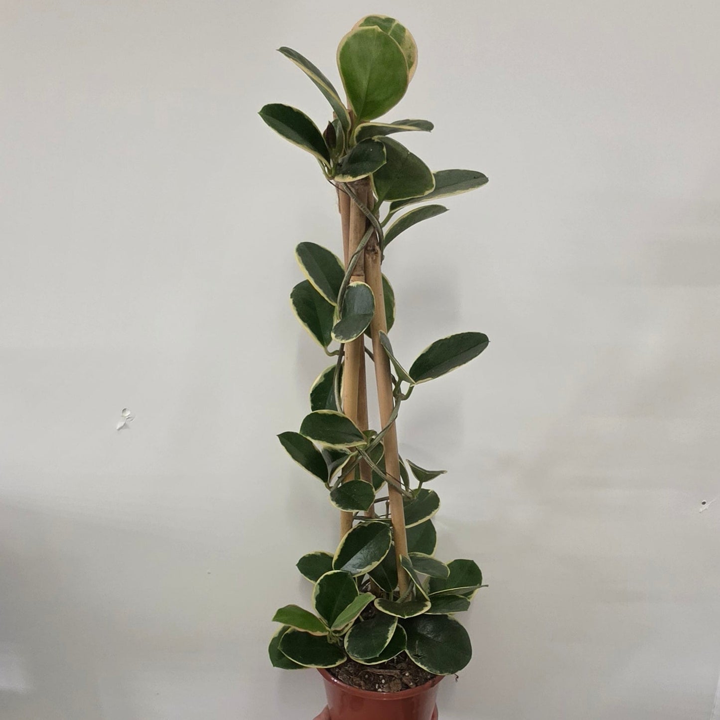 Hoyas On Trellis