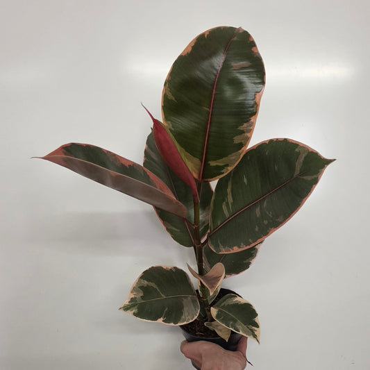 Pink Ficus Belize