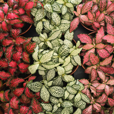 Fittonia (Mixed)