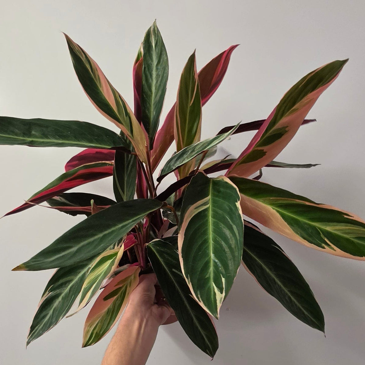 Calathea Triostar