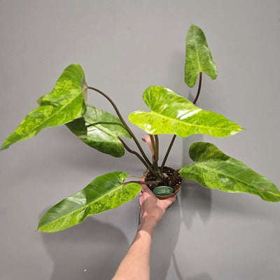 Philodendron Whipple Way