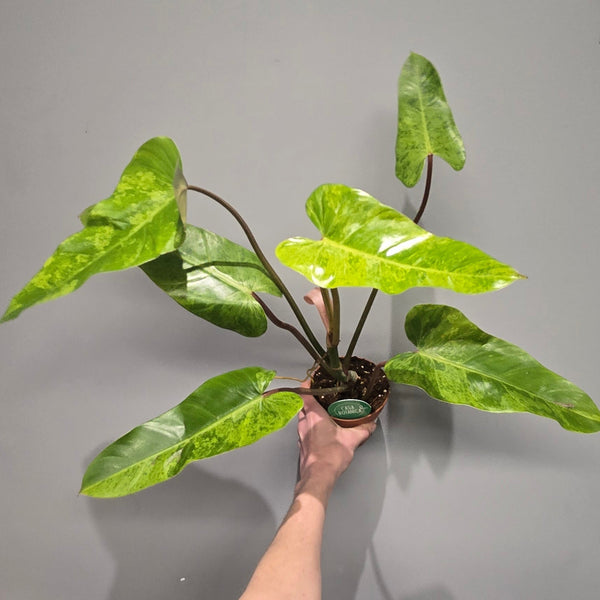 Philodendron Whipple Way