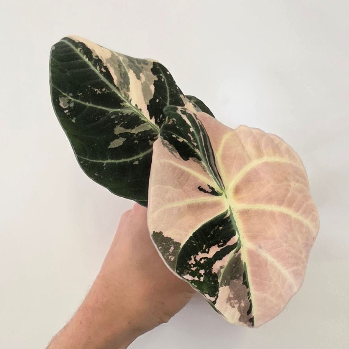 Alocasia Black Velvet Pink