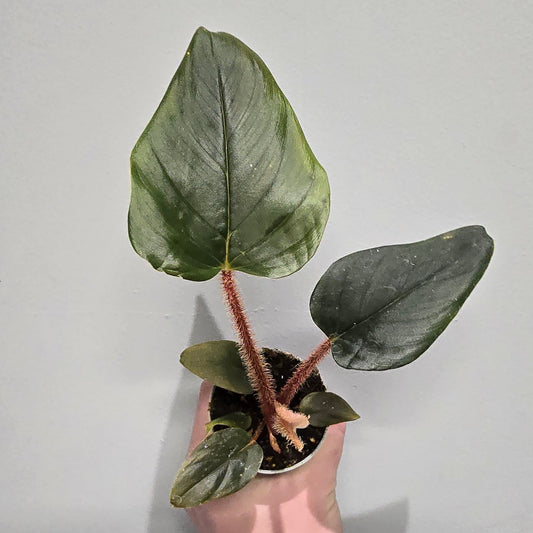 Philodendron Squamiferum x Serpens