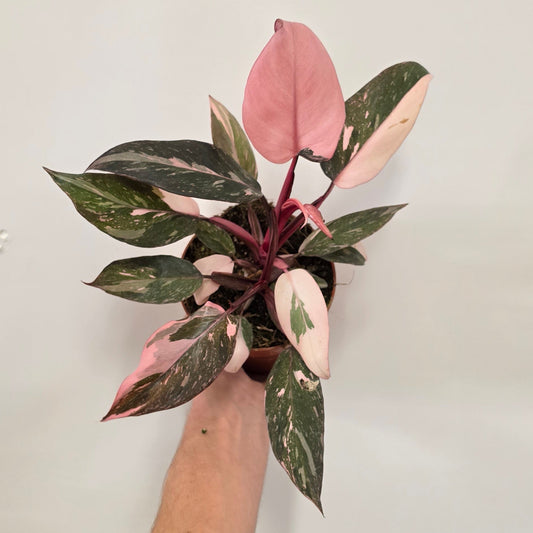 Philodendron Pink Princess Marble