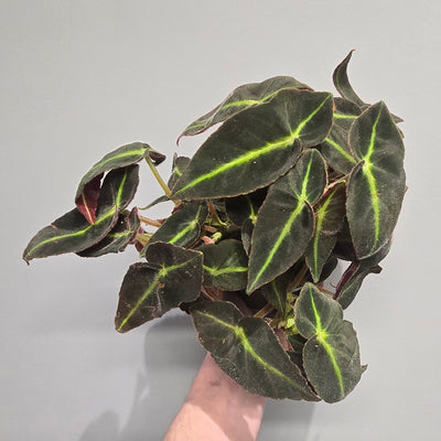 Begonia Listrada