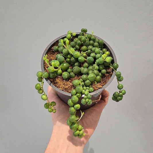 Senecio - String Of Pearls