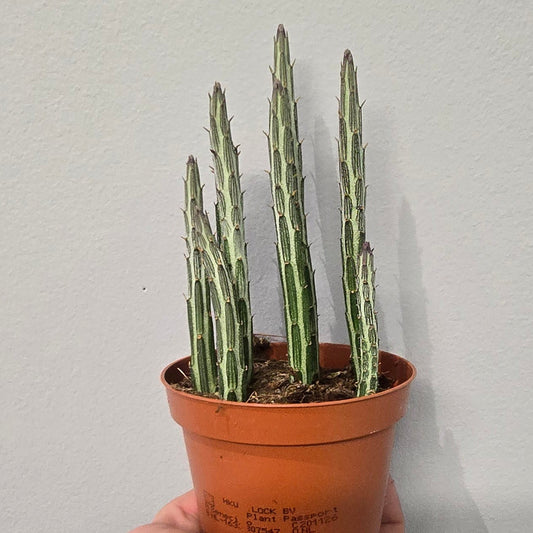 Stapelia Stapeliiformis