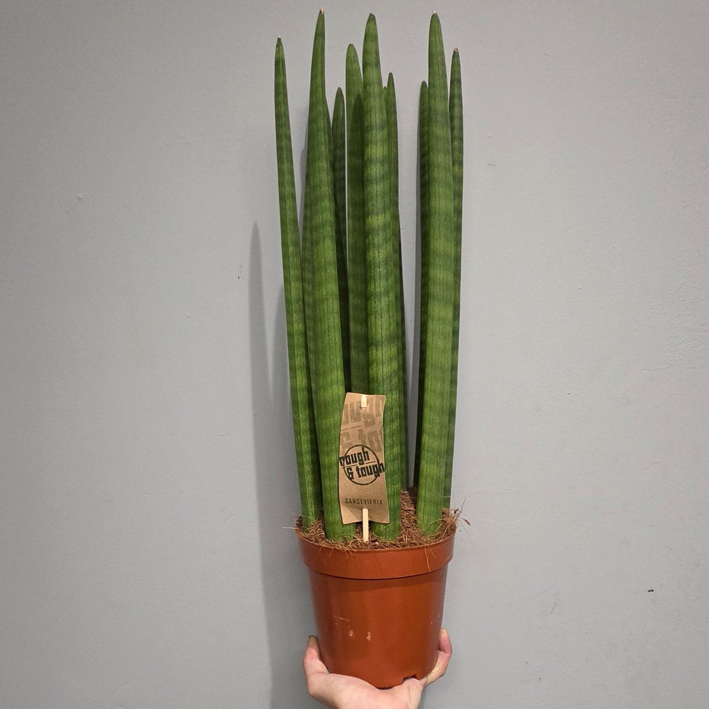 Sansevieria Cylindrica XL