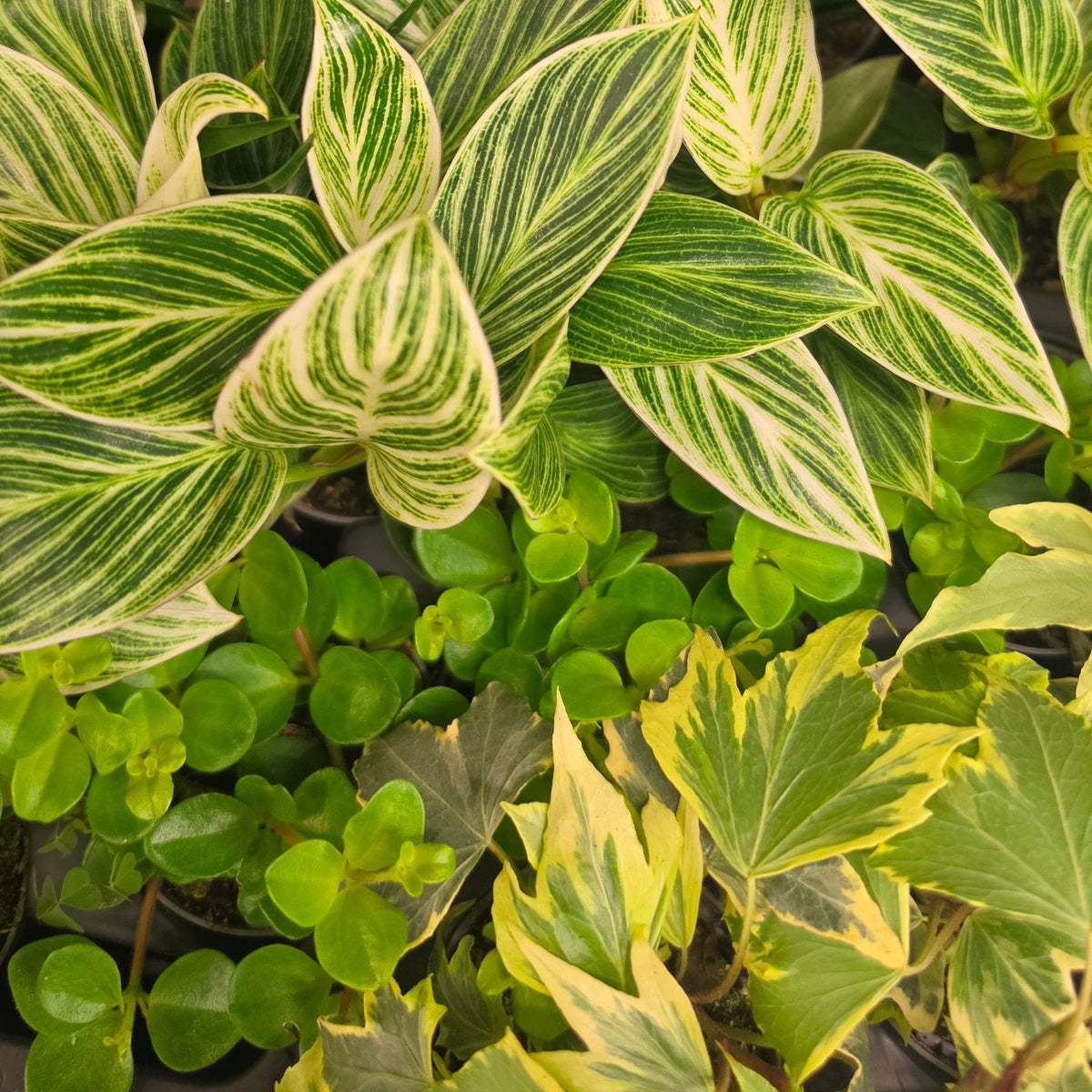 Free mini plant ?