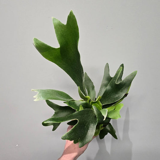 Platycerium Bifurcatum "Staghorn Fern"