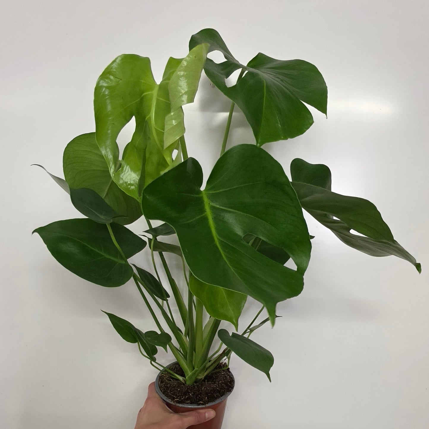 Monstera Deliciosa