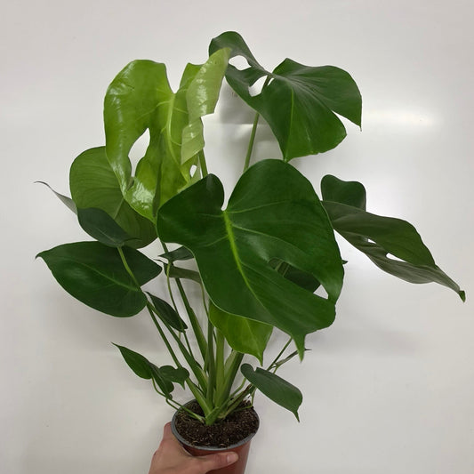 Monstera Deliciosa