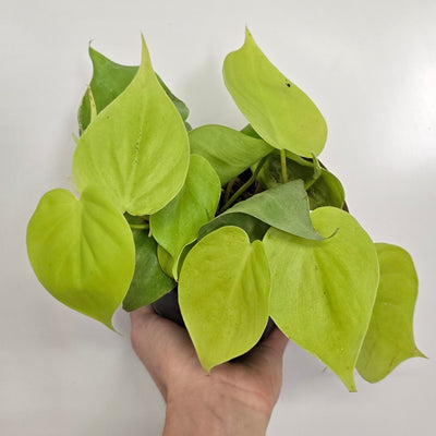 Philodendron Scandens Micans Lemon Lime