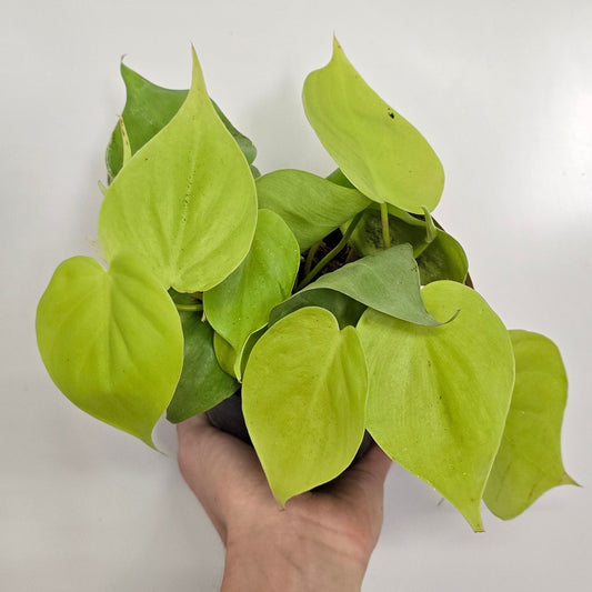 Philodendron Scandens Micans Lemon Lime