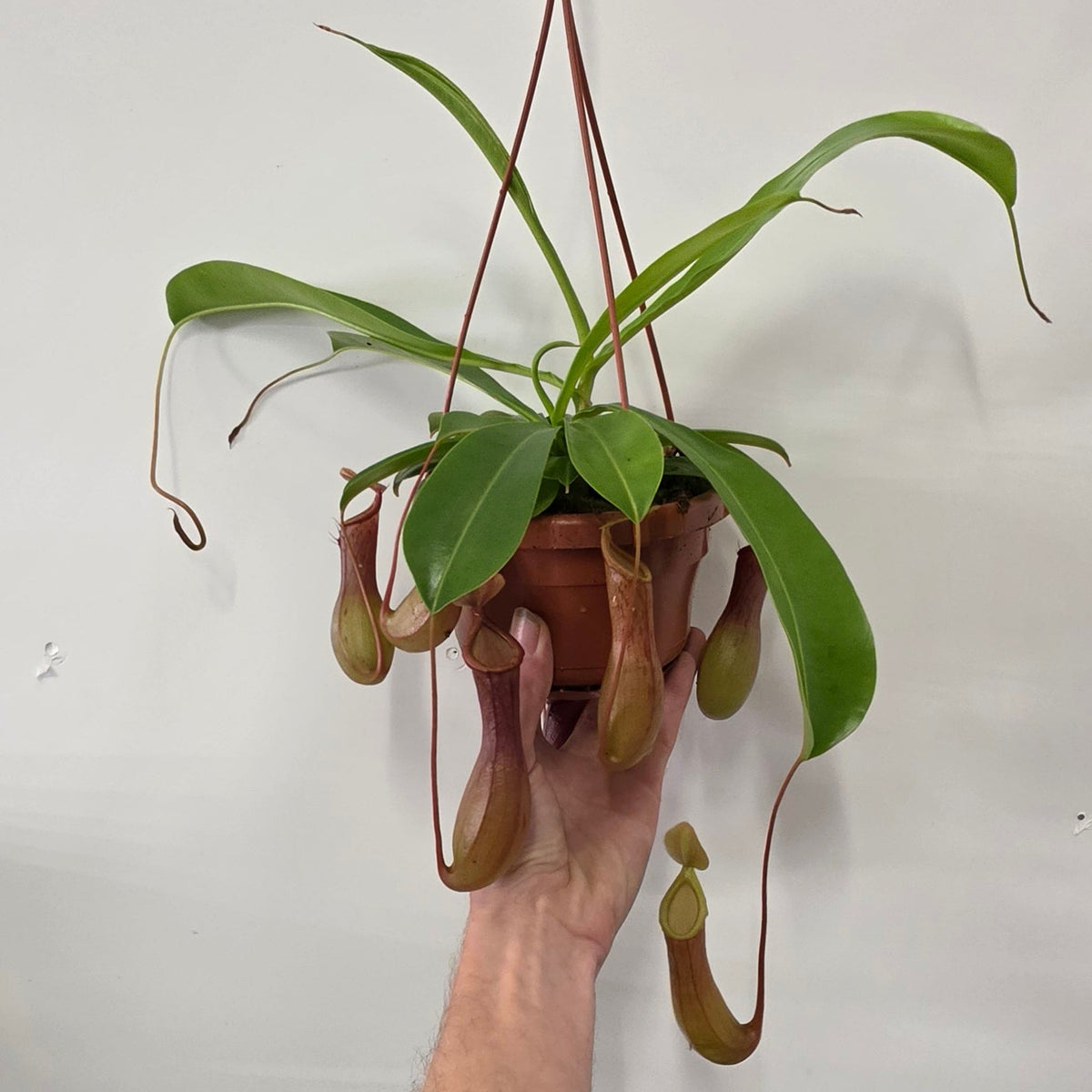 Hanging Nepenthes Monkey Jars