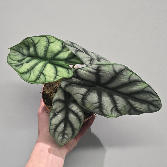 Alocasia Silver Dragon