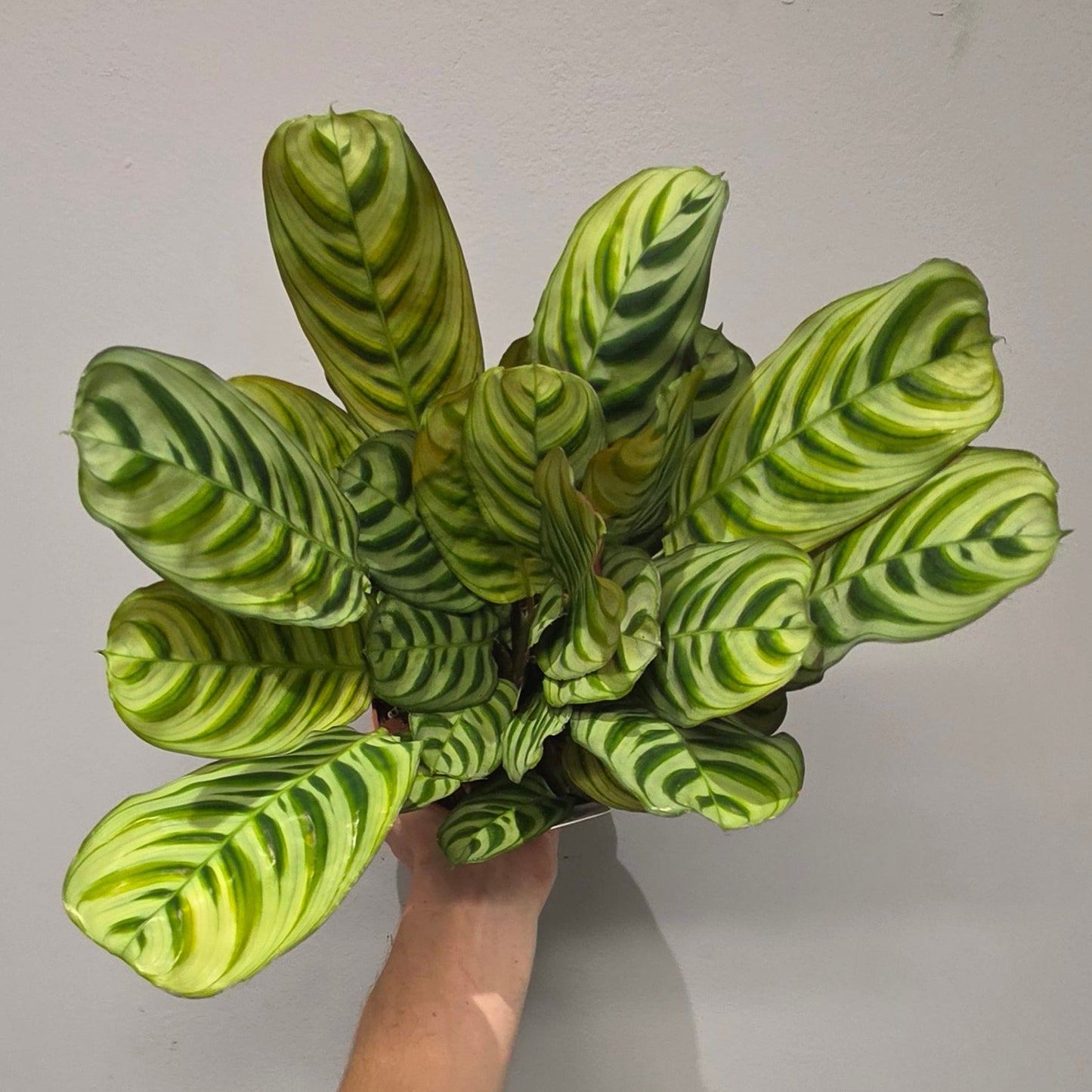 Ctenanthe Burle Marxii